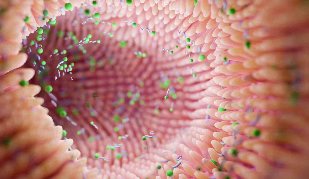 Leaky-Gut-Syndrom behandeln: Ursachen, Symptome & Maßnahmenplan