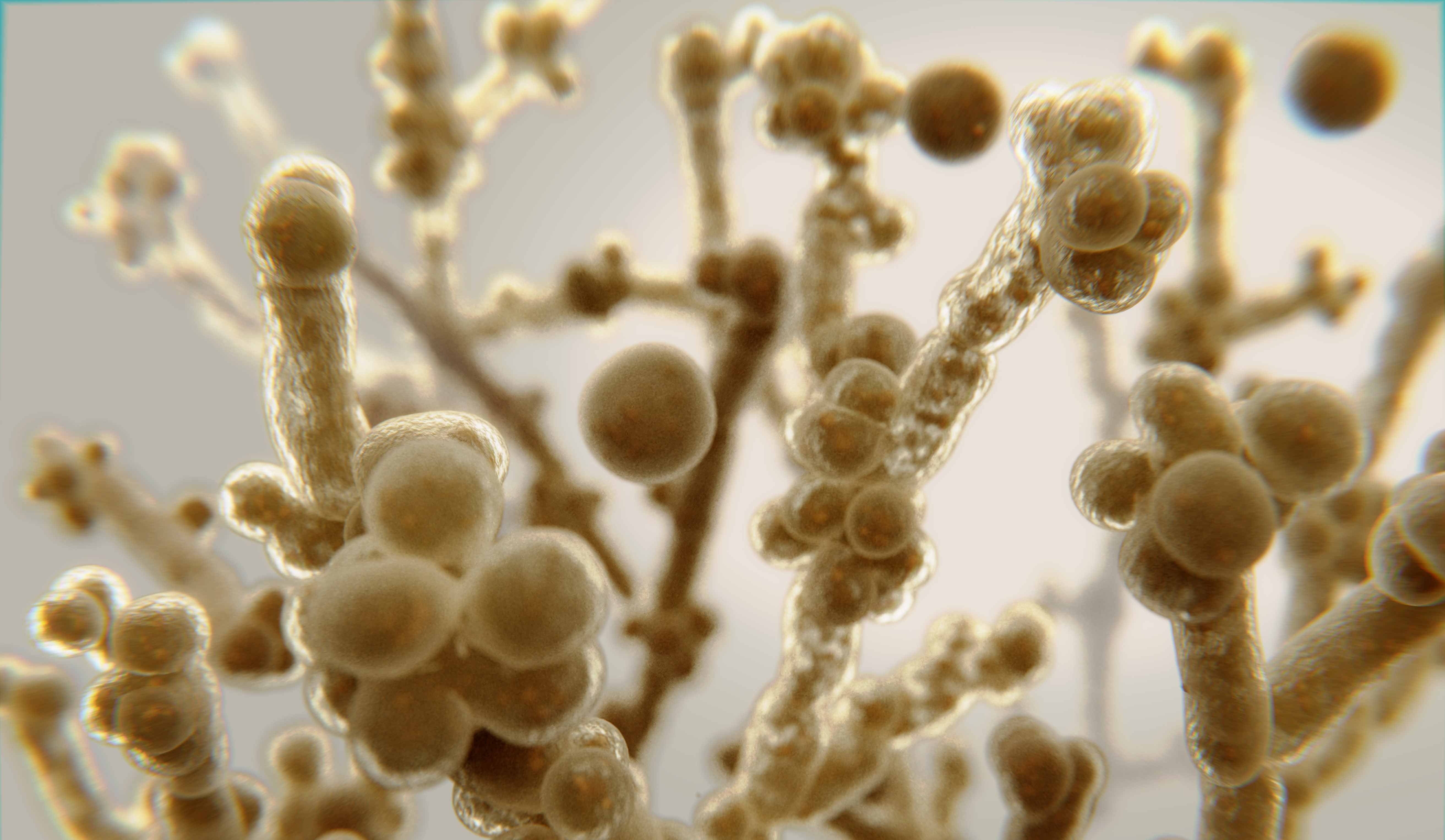 Candida albicans: Das hilft bei der Hefepilzinfektion