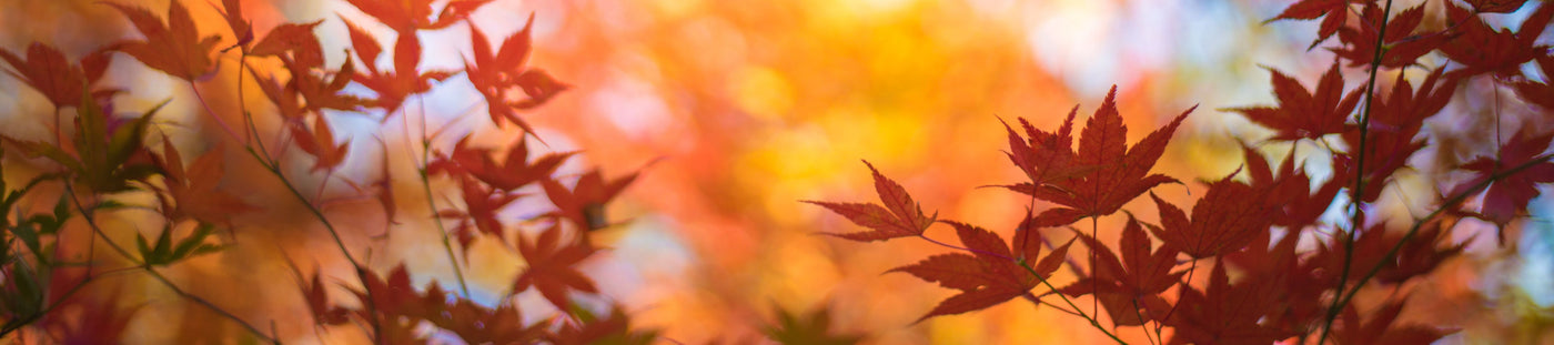Energievoll & gesund im Herbst