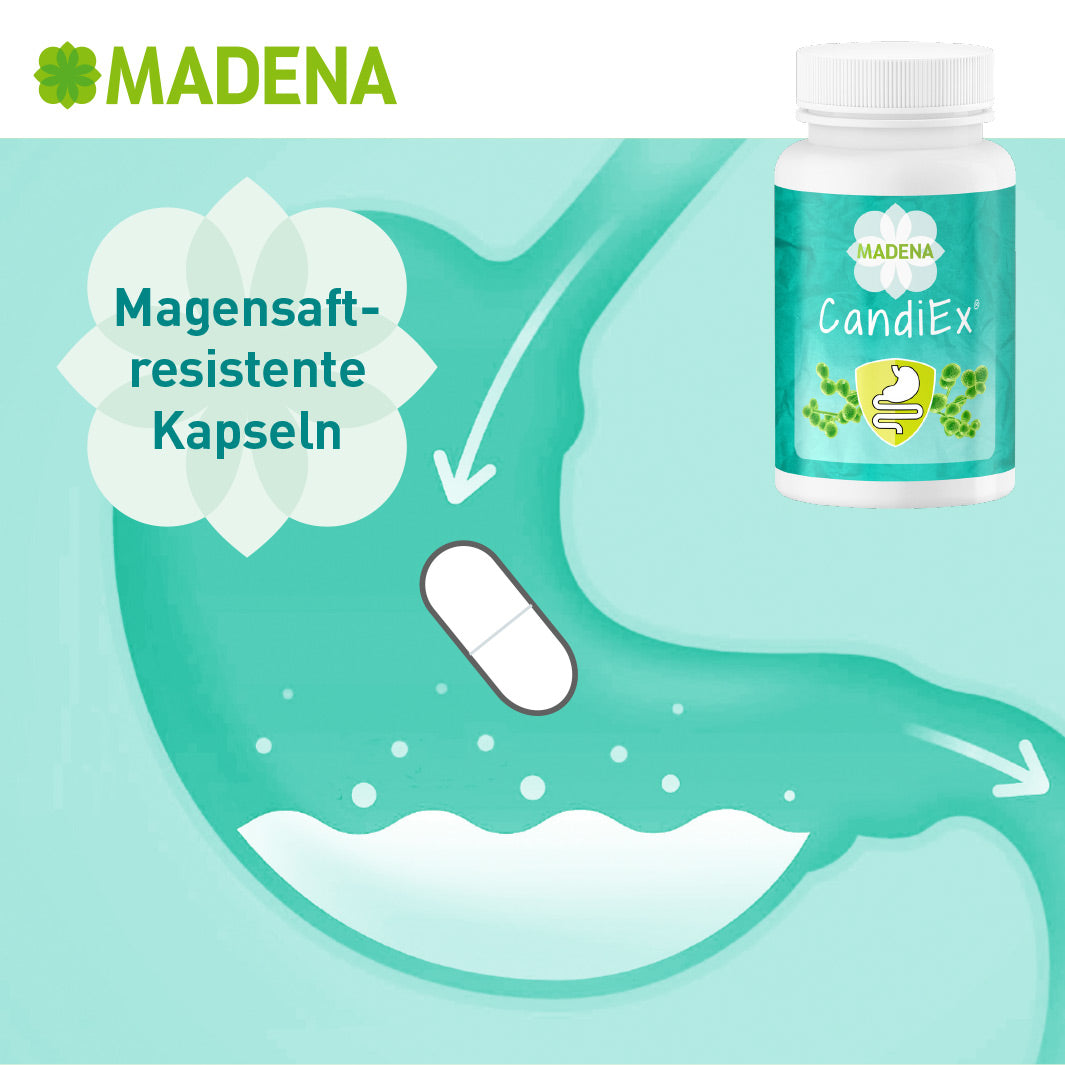 candida albicans kapseln