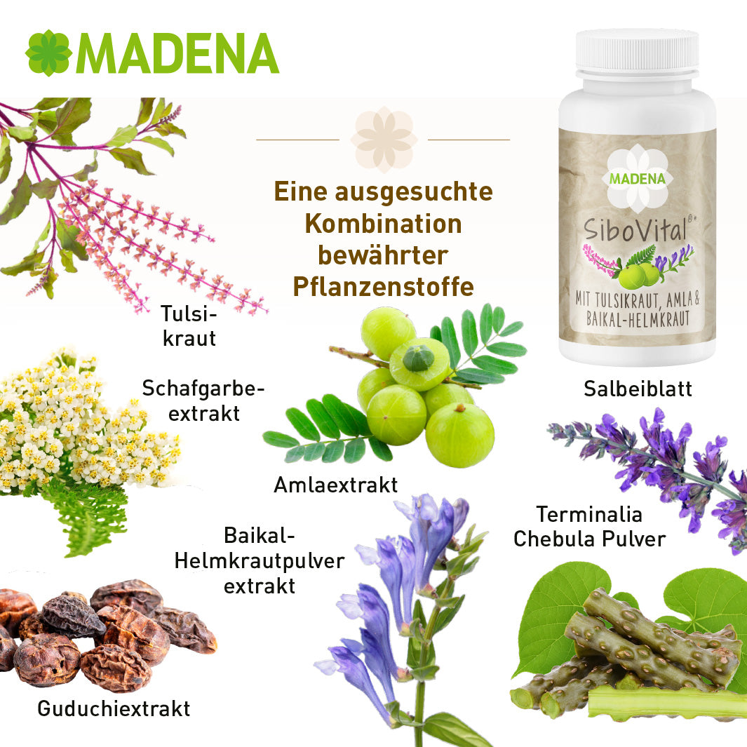 SIBO Heilpflanzen